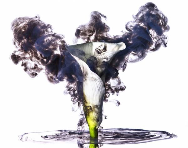 Photograph Mark Mawson Lily With Black Ink on One Eyeland